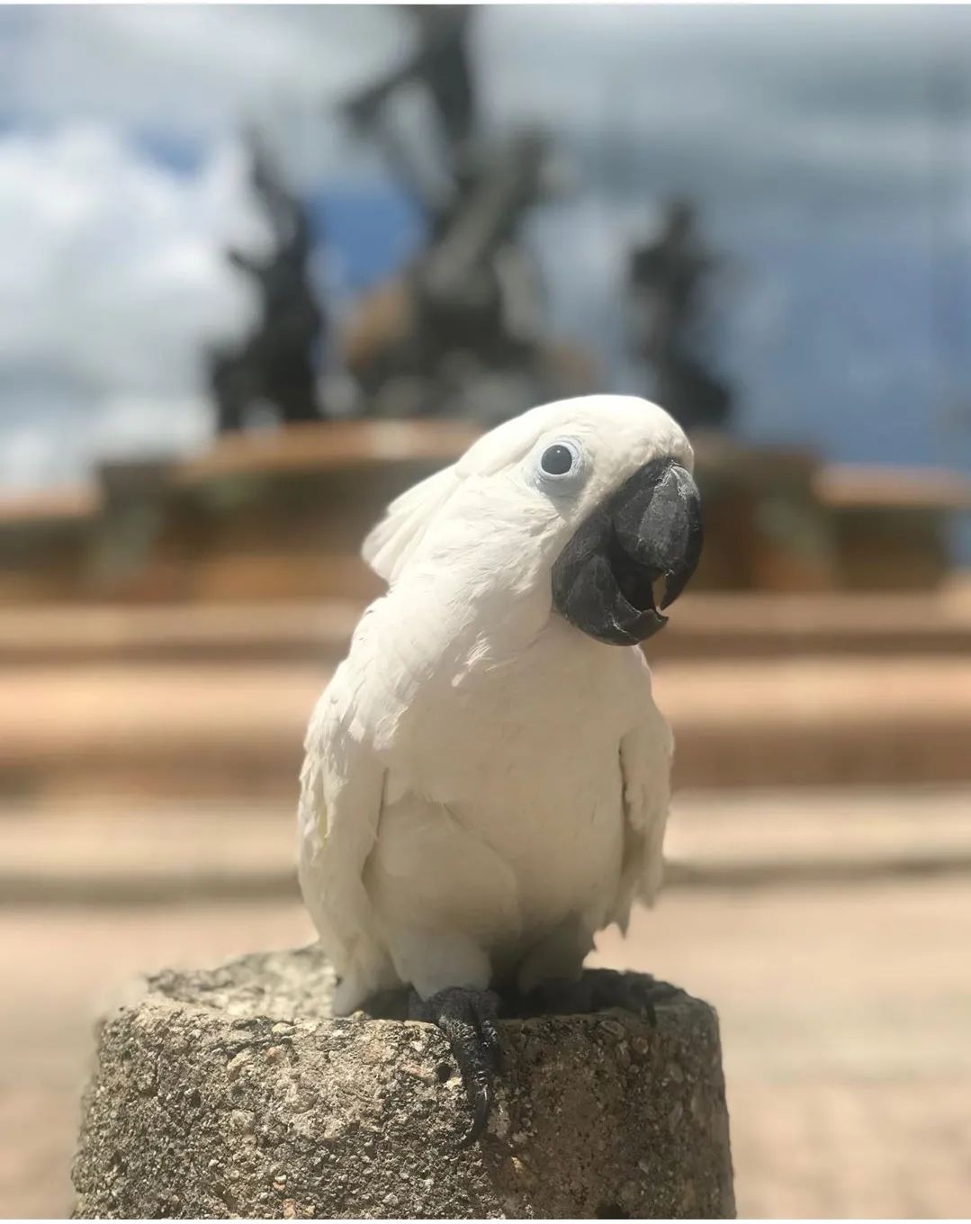 沙雕萌宠集合地,沙雕又可爱的萌宠