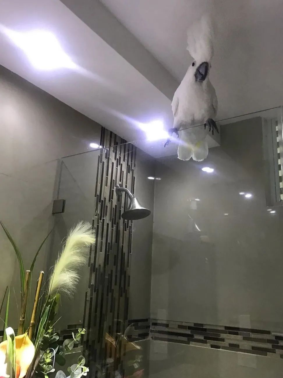 沙雕萌宠集合地,沙雕又可爱的萌宠