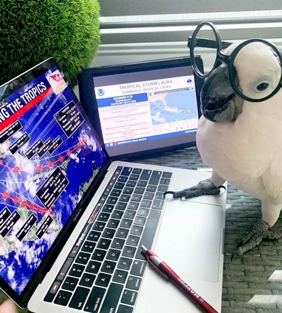 沙雕萌宠集合地,沙雕又可爱的萌宠