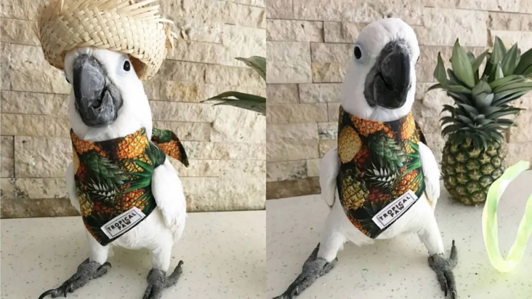 沙雕萌宠集合地,沙雕又可爱的萌宠