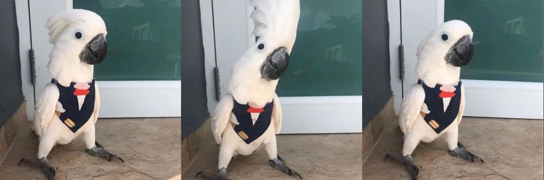 沙雕萌宠集合地,沙雕又可爱的萌宠