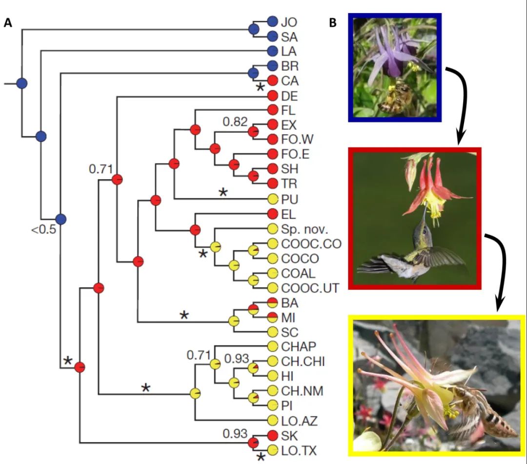 复杂花钿图,花瓣造型景观设计