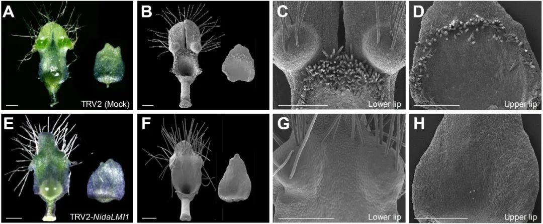 复杂花钿图,花瓣造型景观设计