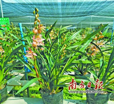 “一村一品”种幽兰石牯塘绽放致富花