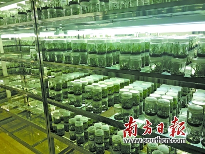 “一村一品”种幽兰石牯塘绽放致富花