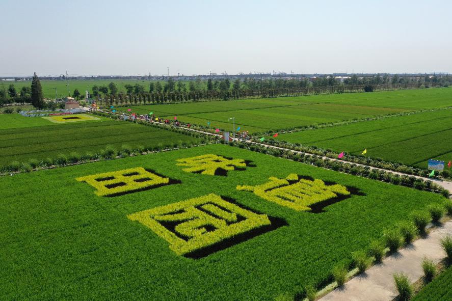 回访代言人,共享丰收乐丨“味稻田园”故事多