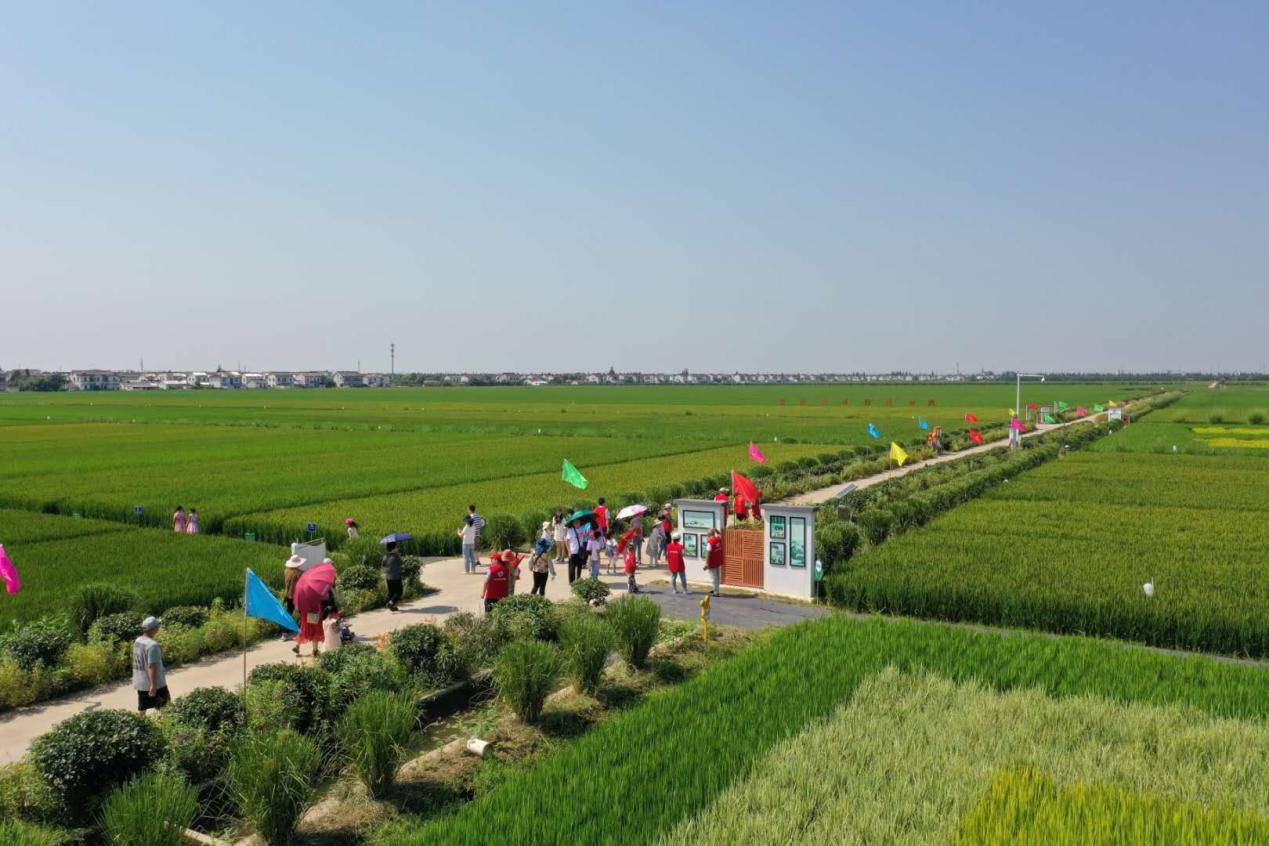 回访代言人,共享丰收乐丨“味稻田园”故事多