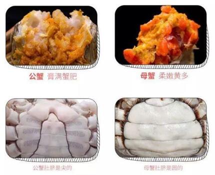大闸蟹母蟹什么时候吃最好的,大闸蟹又肥又多膏