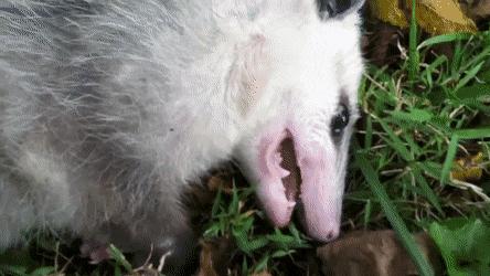 我死了又活了,我死了我的债务怎么办