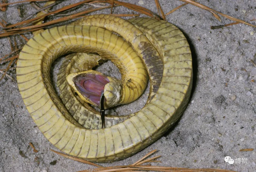 我死了又活了,我死了我的债务怎么办