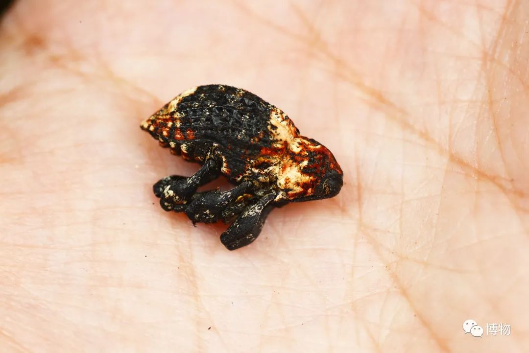 我死了又活了,我死了我的债务怎么办