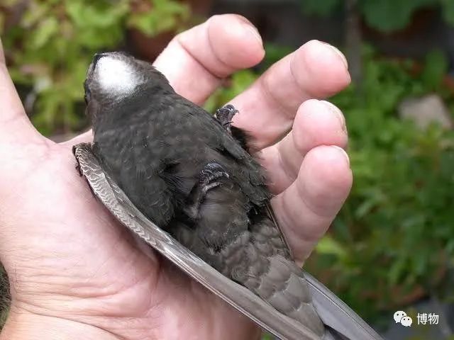 我死了又活了,我死了我的债务怎么办