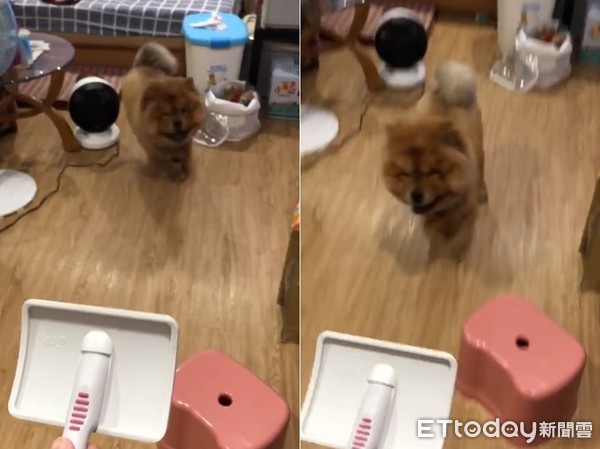 妈高喊要不要梳漂亮? 松狮跑来萌灿笑就定位