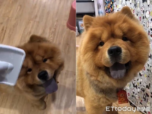 妈高喊要不要梳漂亮? 松狮跑来萌灿笑就定位