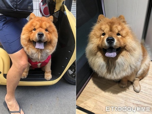 妈高喊要不要梳漂亮? 松狮跑来萌灿笑就定位