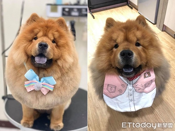 妈高喊要不要梳漂亮? 松狮跑来萌灿笑就定位