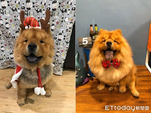 妈高喊要不要梳漂亮? 松狮跑来萌灿笑就定位