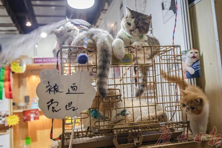 cpf国际宠博会重庆,cpf国际宠博会武汉国博中心门票