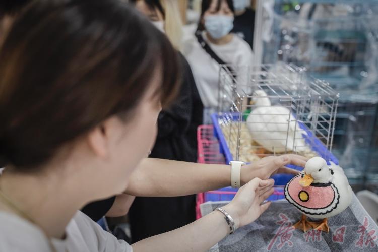 cpf国际宠博会重庆,cpf国际宠博会武汉国博中心门票