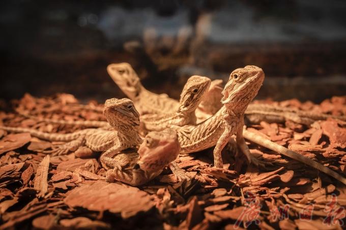 cpf国际宠博会重庆,cpf国际宠博会武汉国博中心门票