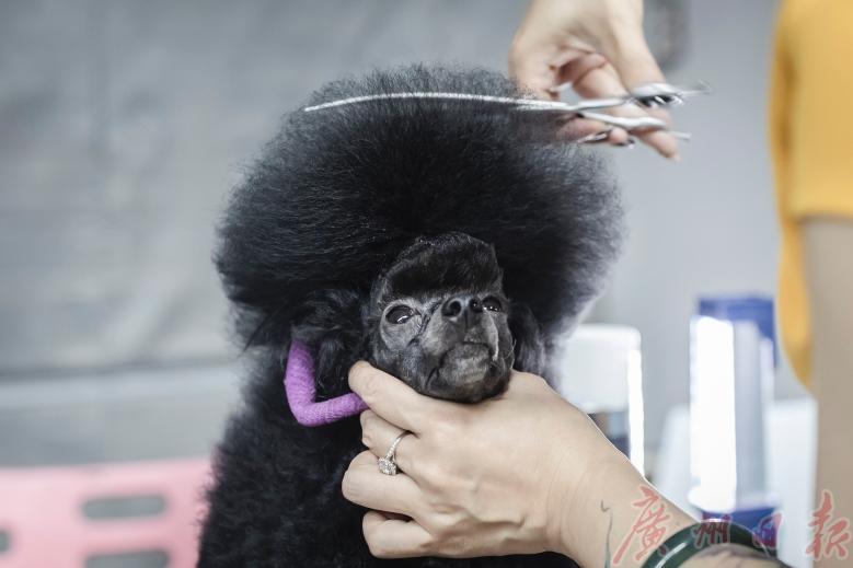 cpf国际宠博会重庆,cpf国际宠博会武汉国博中心门票