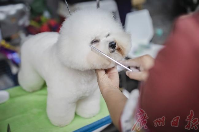 cpf国际宠博会重庆,cpf国际宠博会武汉国博中心门票