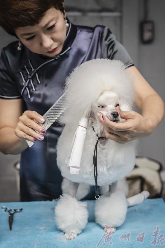 cpf国际宠博会重庆,cpf国际宠博会武汉国博中心门票