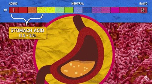 一不小心把口香糖吞进肚子里,一不小心把口香糖咽了