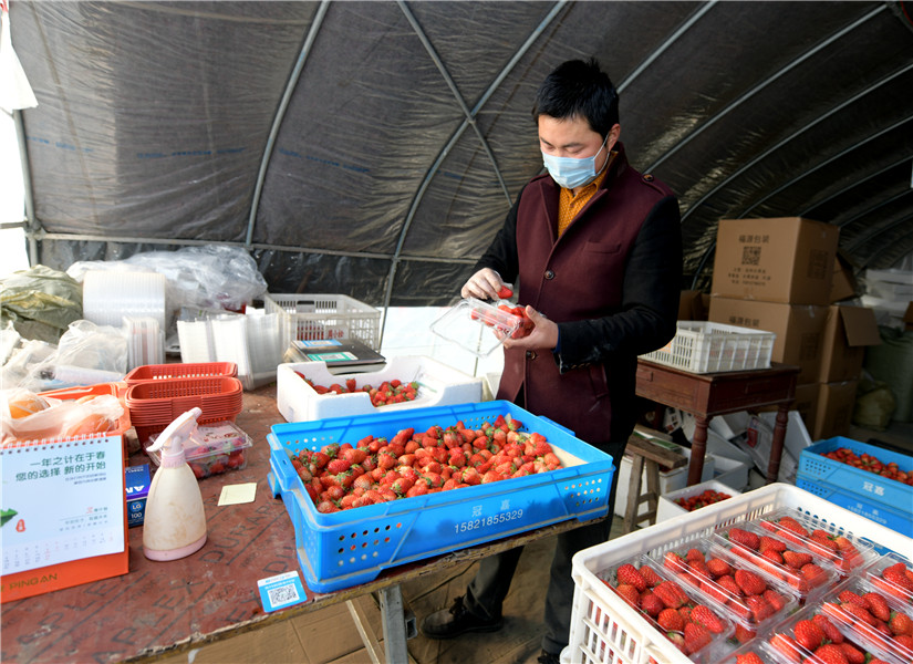 回访代言人共享丰收乐｜果棚里“种”出“莓好”生活