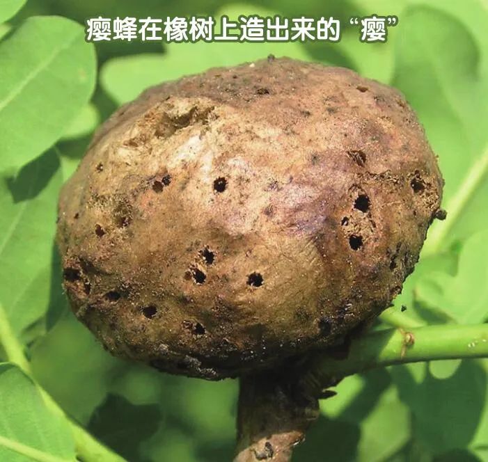 吃荤的蜜蜂叫什么,吃蜜蜂的马蜂