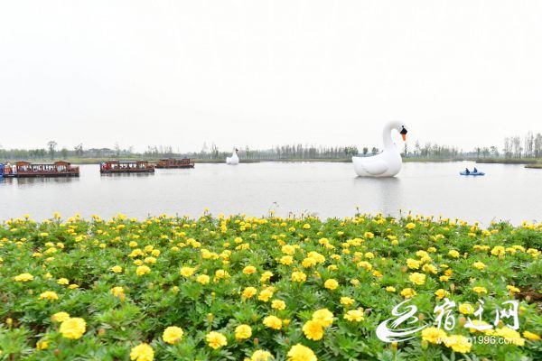 由“通”到“畅”再到“好”宿迁泗阳：“路”力同心书写乡村振兴答卷