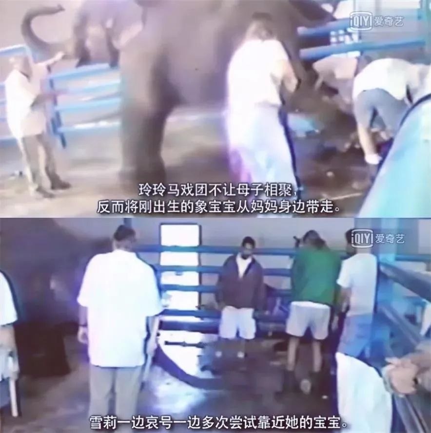 被铁链绑住，注射避孕药，连续伺候几百人后，她挣扎着死去……