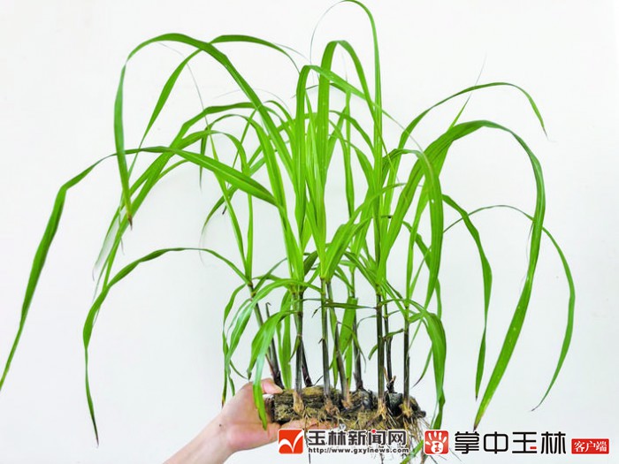 自家盆栽种植甘蔗,甘蔗种植盆景