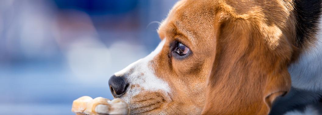 激动！狂犬病研究取得重大突破！