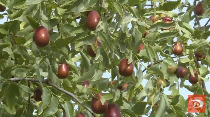 敦煌市农民丰收节,庆祝中国农民丰收节活动形式