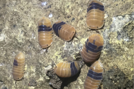 十只鼠妇的实验,昆明9万学生全城找鼠妇做实验