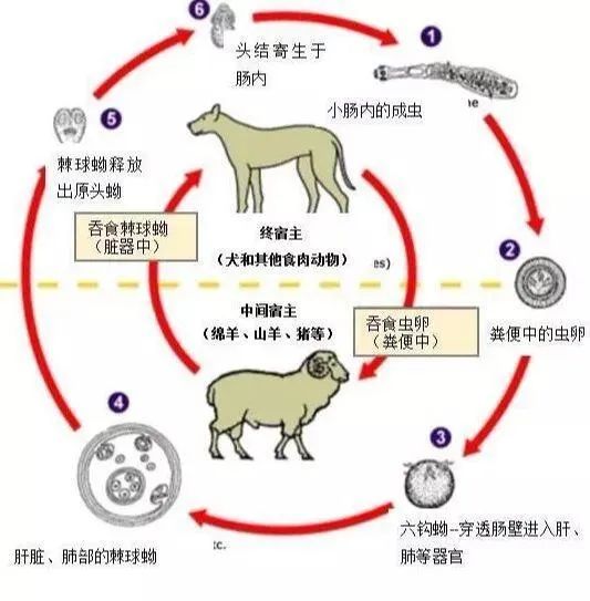 地方病防治宣传核心信息—碘缺乏病、包虫病、地方性氟中毒