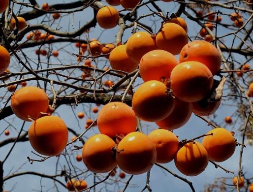 伊善秀柿柿如意,柿柿如意库迪瑞幸