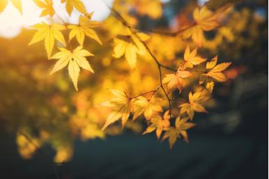 潍坊富力铂尔曼品珍餐厅,潍坊富力铂尔曼酒店鸢园特色餐厅