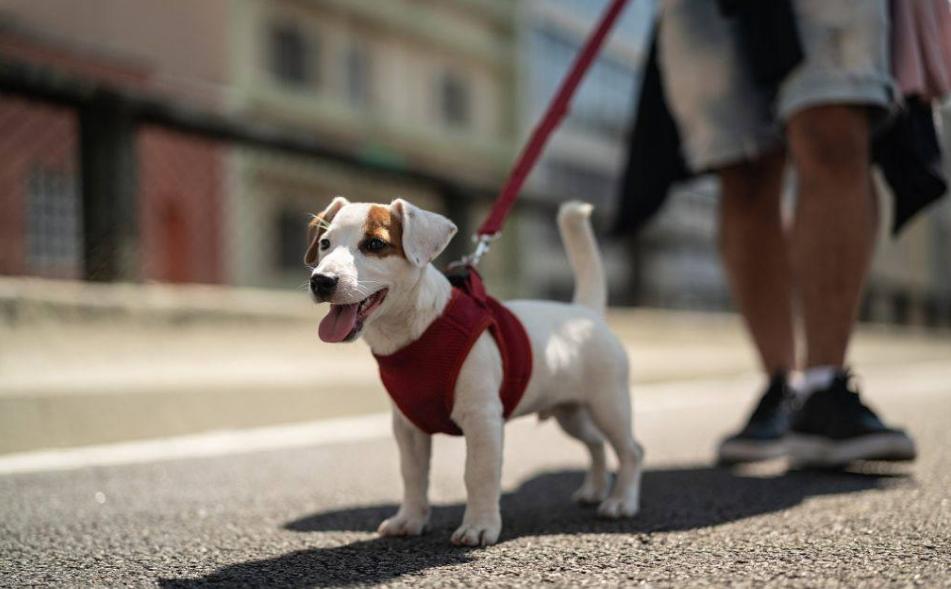 不办狗证也要被行政处罚吗,象山没有狗证归哪个部门处罚