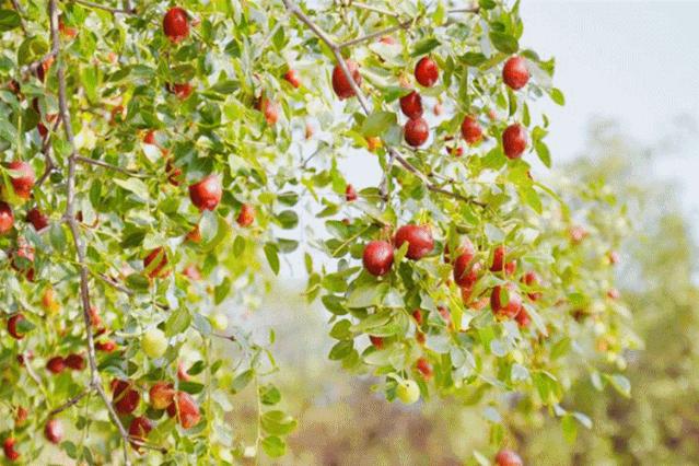 阎良区最美乡村,阎良最美风景区