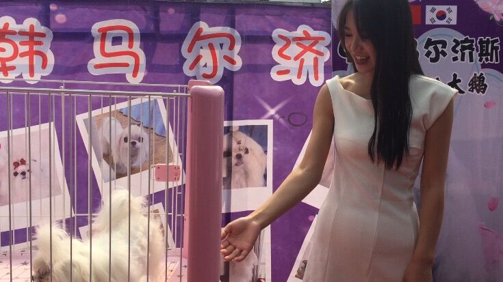 宠物交易受法律保护吗,宠物交易应不应该被禁止