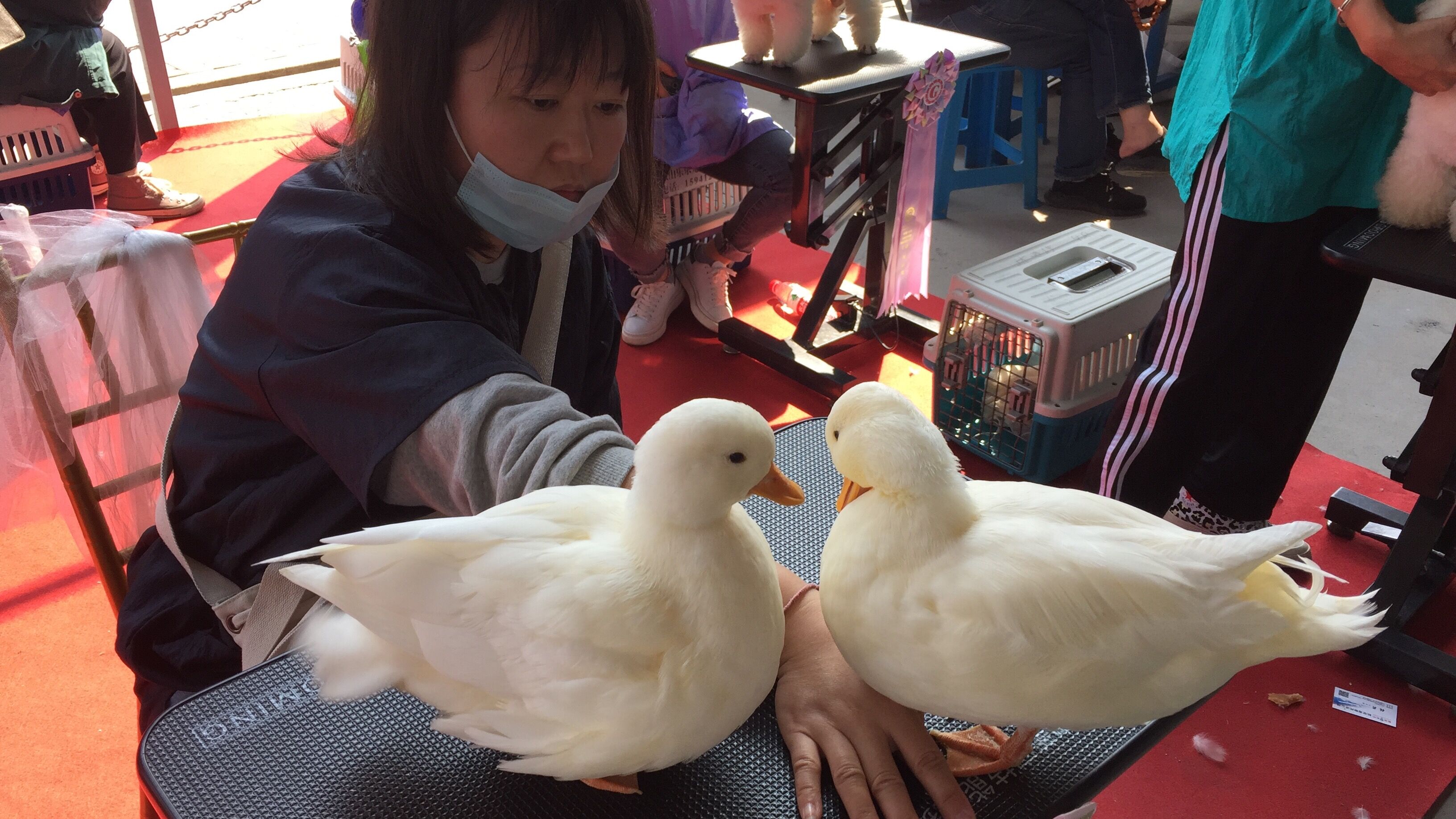 宠物交易受法律保护吗,宠物交易应不应该被禁止