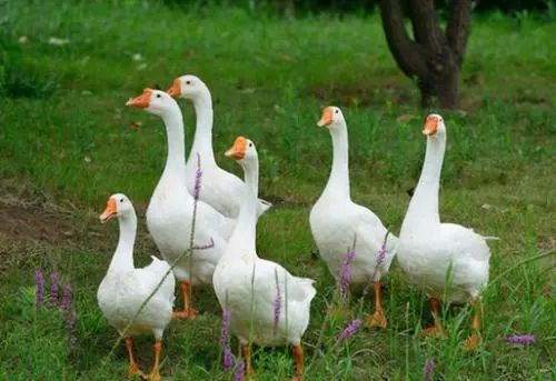 决胜小康看枞阳｜主题征文选登——老钱家的对联，老钱的笑