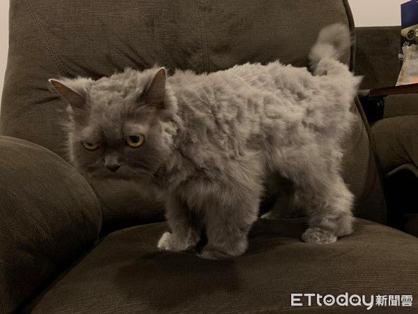 想把毛剪整齐! 天兵爸大动刀害美猫变成灰尘球