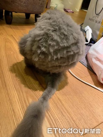 想把毛剪整齐! 天兵爸大动刀害美猫变成灰尘球
