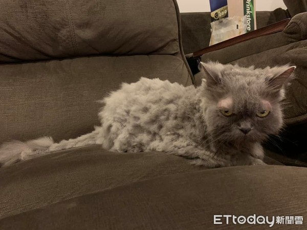 想把毛剪整齐! 天兵爸大动刀害美猫变成灰尘球