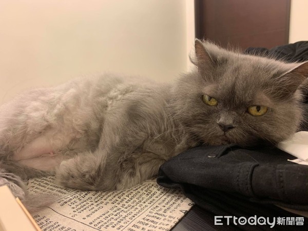 想把毛剪整齐! 天兵爸大动刀害美猫变成灰尘球
