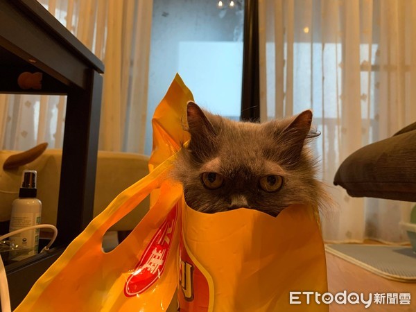 想把毛剪整齐! 天兵爸大动刀害美猫变成灰尘球