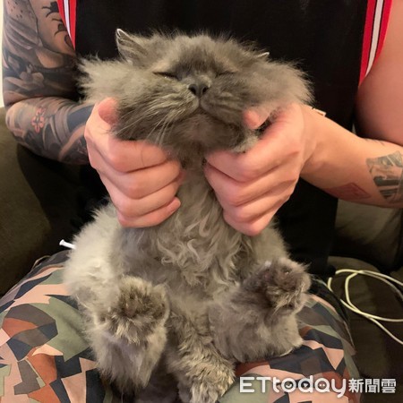想把毛剪整齐! 天兵爸大动刀害美猫变成灰尘球